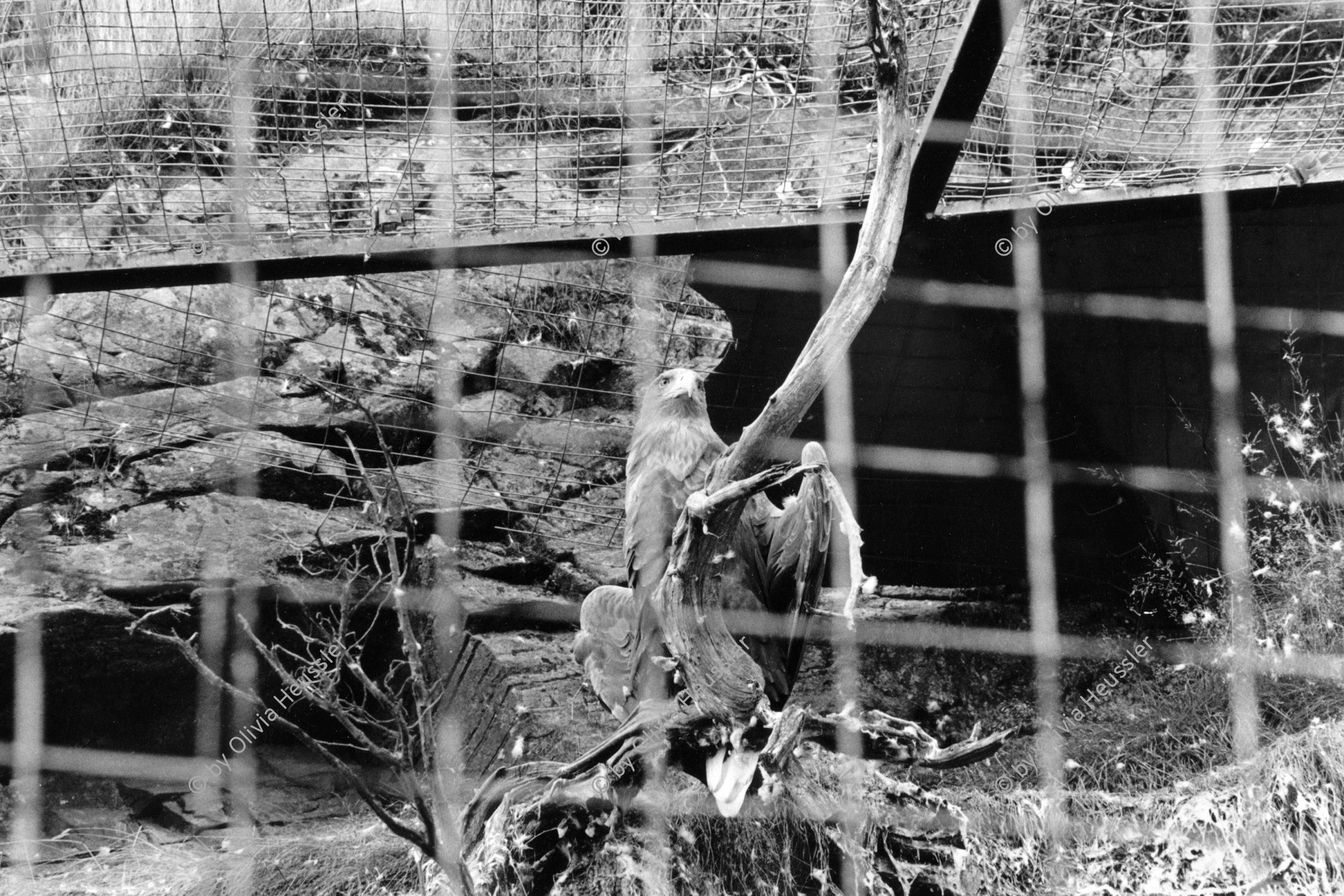 Image of sheet 19910800 photo 0: © 1991, Olivia Heussler / www.clic.li
Ein Adler im Zoo. 
an eagle in the zürich zoological garden zoo. swiss Switzerland bird Europe Schweiz 1991 √

Schuler Auktion 2018
19910800_00


Eagle, Switzerland 1991
Vintage Gelatin silver print. 2./4.
Signature; signed, titled and dated by artist.