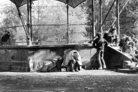 Image of sheet 19910850 photo 23: Ein junger Mann ohne festen Wohnsitz am Zürcher Platzspitz. 
Platzspitz Drogenszene. Zürich Needle parc Switzerland Schweiz Suisse Europe Europa european Heroin Kokain Haschisch Marihuana crack
√ drugs market deal 1991 Drogen Rondell Kreis 5 fünf 
Der Platzspitz (ursprünglich Platzpromenade) ist ein Park im Herzen Zürichs mit sehr abwechslungsreicher Geschichte. Weltweites Medieninteresse erregte die behördlich lange tolerierte Anwesenheit von Drogensüchtigen aus ganz Mitteleuropa