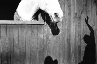 Image of sheet 19910950 photo 35: © 1991, OLIVIA HEUSSLER / www.clic.li
Zwei weisse Pferd im Stall, Schatten einer Person Kanton Zürich, Wetzwil Schweiz 
white horse animal 1991 √ shadow of a person Switzerland Reitstall Tier animal
ohne Aufkleber