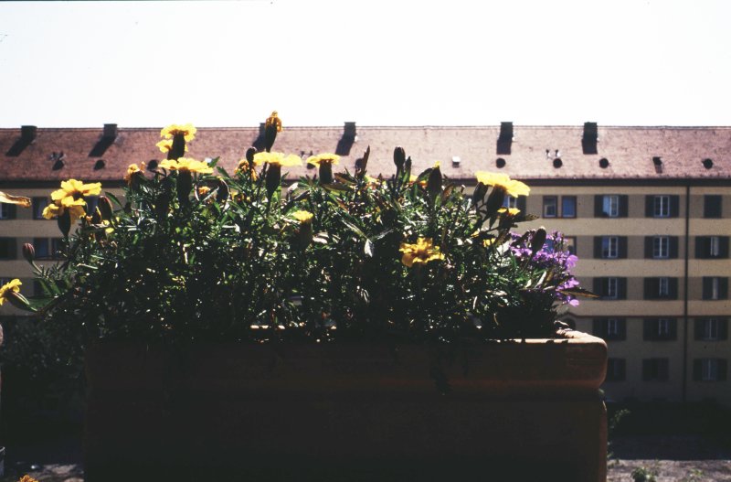Image of sheet 19913002 photo 41: Renovation, städtische Wohnsiedlung Erismannhof, Zürich 1991.