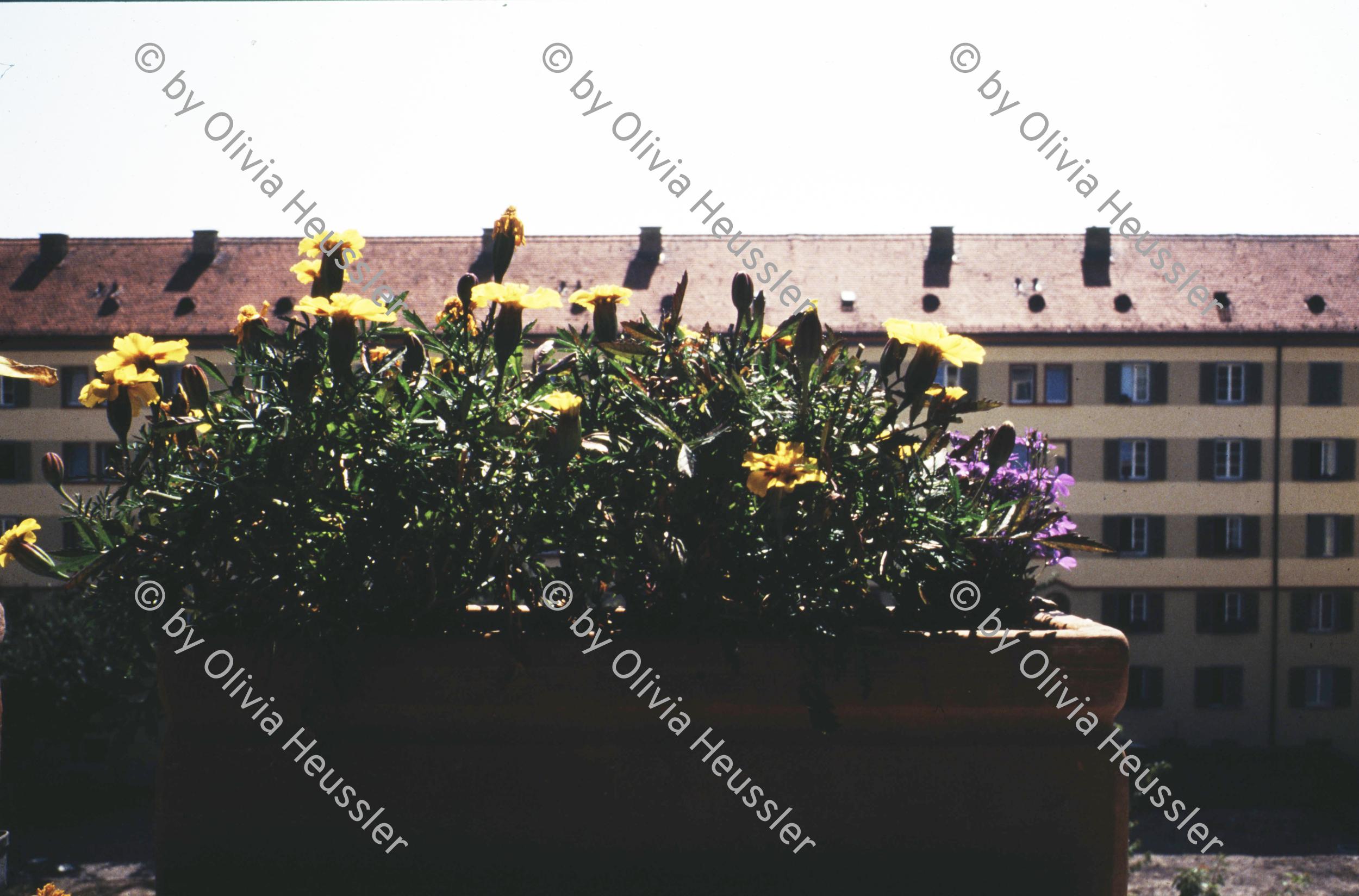 Image of sheet 19913002 photo 41: Renovation, städtische Wohnsiedlung Erismannhof, Zürich 1991.