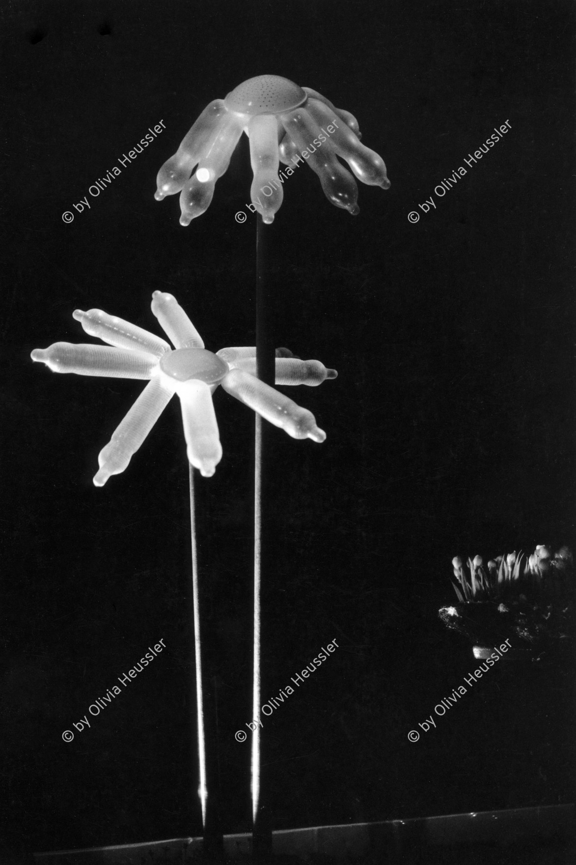 Image of sheet 19920180 photo 28: Kondome im Blumendekor des Schaufensters der Condomeria (Laden Shop für Kondome) an der Klingestrasse in Zürich. 03.92 1992 Kreis fünf 5 Schweiz Switzerland Europe condoms antikonzeption anticonception contraceptives street window √