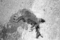 Image of sheet 19920201 photo 13: Von Fahrzeug überrollter Igel, plattgedrückt. Bari, Apulien Puglia Italy animal Italien 03.1 992 √ death dead Europe hedgehog street car rolled