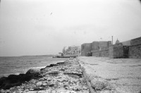 Image of sheet 19920201 photo 4: Brindisi. frtsg. 21 Italien Italy Apulien Puglia fish market 
Olives oliven tree olive 1992 fisher