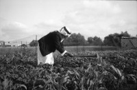 Image of sheet 19920300 photo 20: Deir Balah, (Dattelbaum)