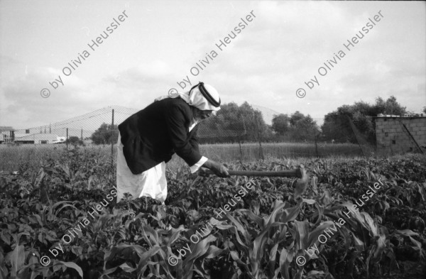 Image of sheet 19920300 photo 20: Deir Balah, (Dattelbaum)