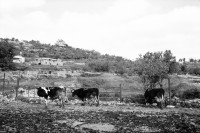 Image of sheet 19920320 photo 17: Besuch im Projekt für Milch wirtschaft unterstützt vom Christlichen Friedensdienst u.a. schweizerischen Organisationen. Bir Zeit, Westbank Palästina 04.92 1992 √ swiss help ngo cows milk field agriculture palestinian production peace service industry project occupied territory Palestine

Birzeit (Arabic: بيرزيت‎) (also written Bir Zeit) is a Palestinian town near Ramallah in the central West Bank. Its population in the 2007 census was 4529. Birzeit is a traditional Christian town. Its history dates back to the Byzantine era and earlier.