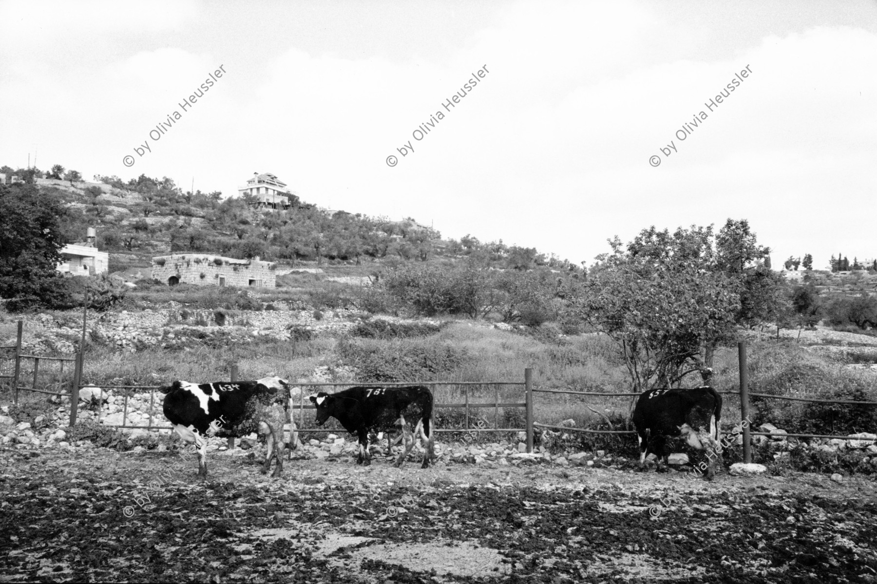 Image of sheet 19920320 photo 17: Besuch im Projekt für Milch wirtschaft unterstützt vom Christlichen Friedensdienst u.a. schweizerischen Organisationen. Bir Zeit, Westbank Palästina 04.92 1992 √ swiss help ngo cows milk field agriculture palestinian production peace service industry project occupied territory Palestine

Birzeit (Arabic: بيرزيت‎) (also written Bir Zeit) is a Palestinian town near Ramallah in the central West Bank. Its population in the 2007 census was 4529. Birzeit is a traditional Christian town. Its history dates back to the Byzantine era and earlier.