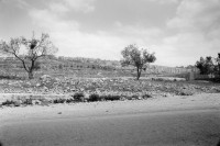 Image of sheet 19920330 photo 2: Eine Siedlung für israelische Siedler in der Westbank. 04. 1992 √
Palestine 
israeli settlement in occupied territory colons settler olive trees