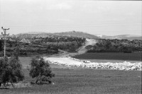 Image of sheet 19920340 photo 4: Die Zufahrtsstrassen der neugebauten Siedlungen führen direkt durch die frischbepflanzten Aecker der palästinensischen Bevölkerung.Westbank 04.92 Palästina
