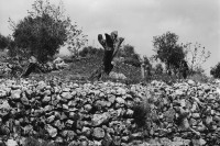 Image of sheet 19920340 photo 9: Am Strassenrand stehen maltraitierte Olivenbäume. Irgendwo, zwischen Birzeit und Nablus. 04.92 Occupied territory Palestine Palästina 1992 √

© 1992, OLIVIA HEUSSLER / www.clic.li
