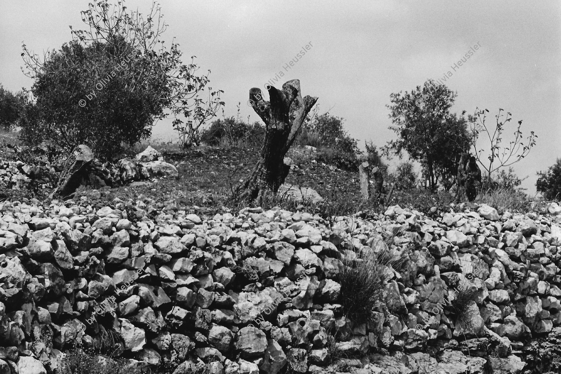 Image of sheet 19920340 photo 9: Am Strassenrand stehen maltraitierte Olivenbäume. Irgendwo, zwischen Birzeit und Nablus. 04.92 Occupied territory Palestine Palästina 1992 √

© 1992, OLIVIA HEUSSLER / www.clic.li