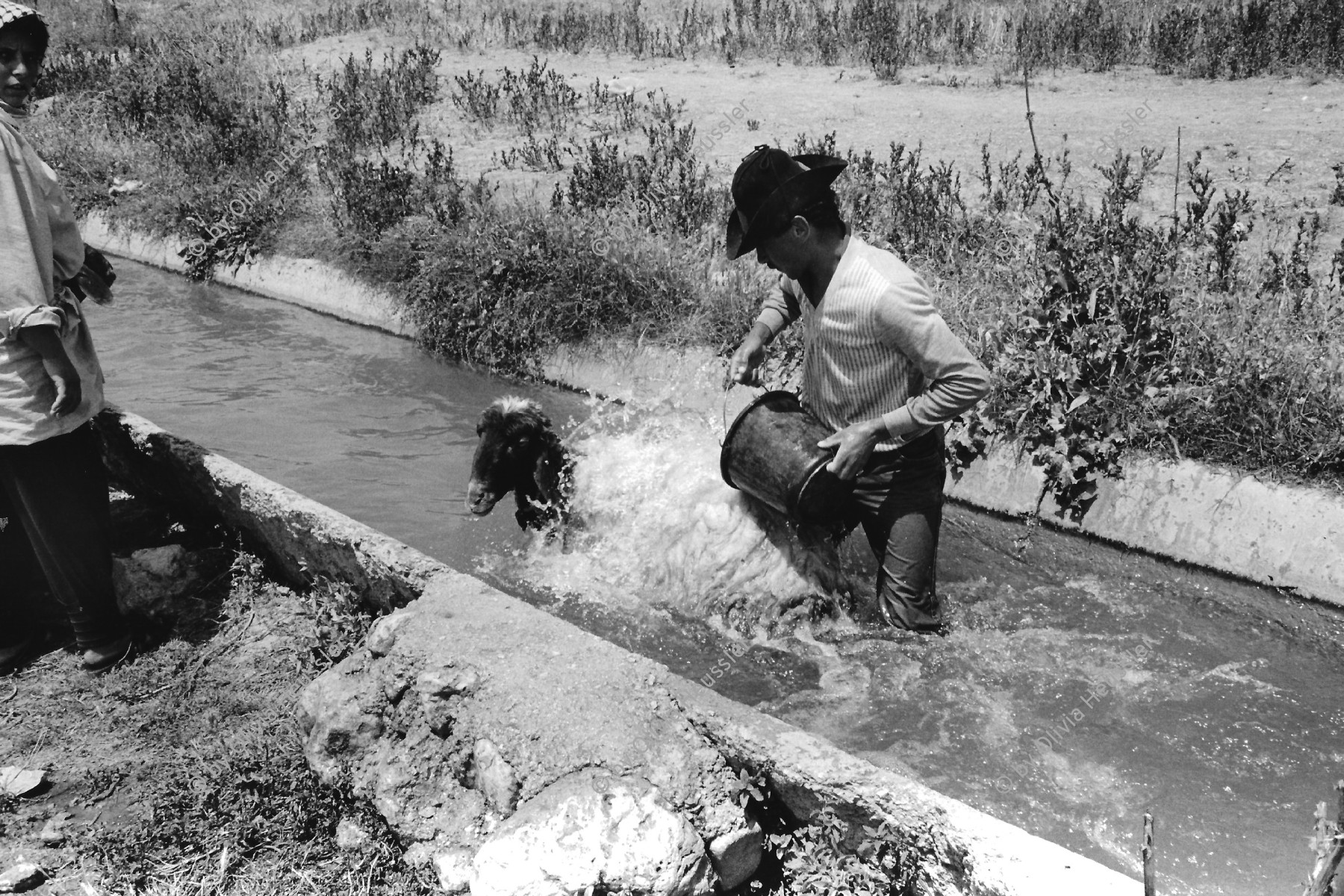 Image of sheet 19920350 photo 28: Ein Schafhirte wäscht seine Schafe in einem kleinen Kanal bei El Ojer. Jordantal Palästina 04.92 Occupied territory Palestine Palästina 1992 √
A shepherd washes his sheep in a small canal near El Ojer. Jordan Valley. Palestine