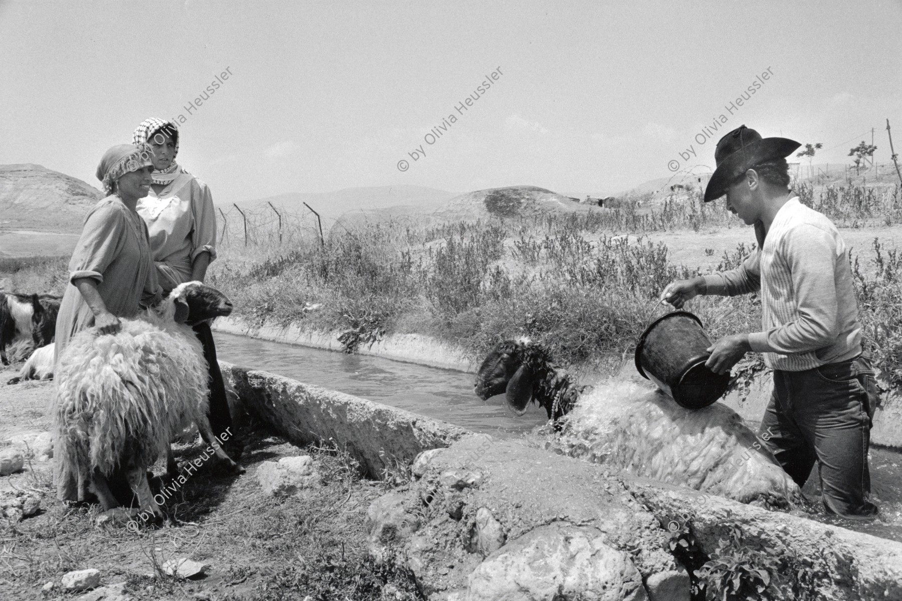 Image of sheet 19920350 photo 29: Ein Schafhirte wäscht seine Schafe in einem kleinen Kanal. Palestine 1992
A shepherd washes his sheep in a small canal near El Ojer. Jordan Valley. occupied territories √ animals water occupied territory  sheep shepard
Aus: Out of Jerusalem / Jenseits von Jerusalem page: 81
© 1992, OLIVIA HEUSSLER / www.clic.li