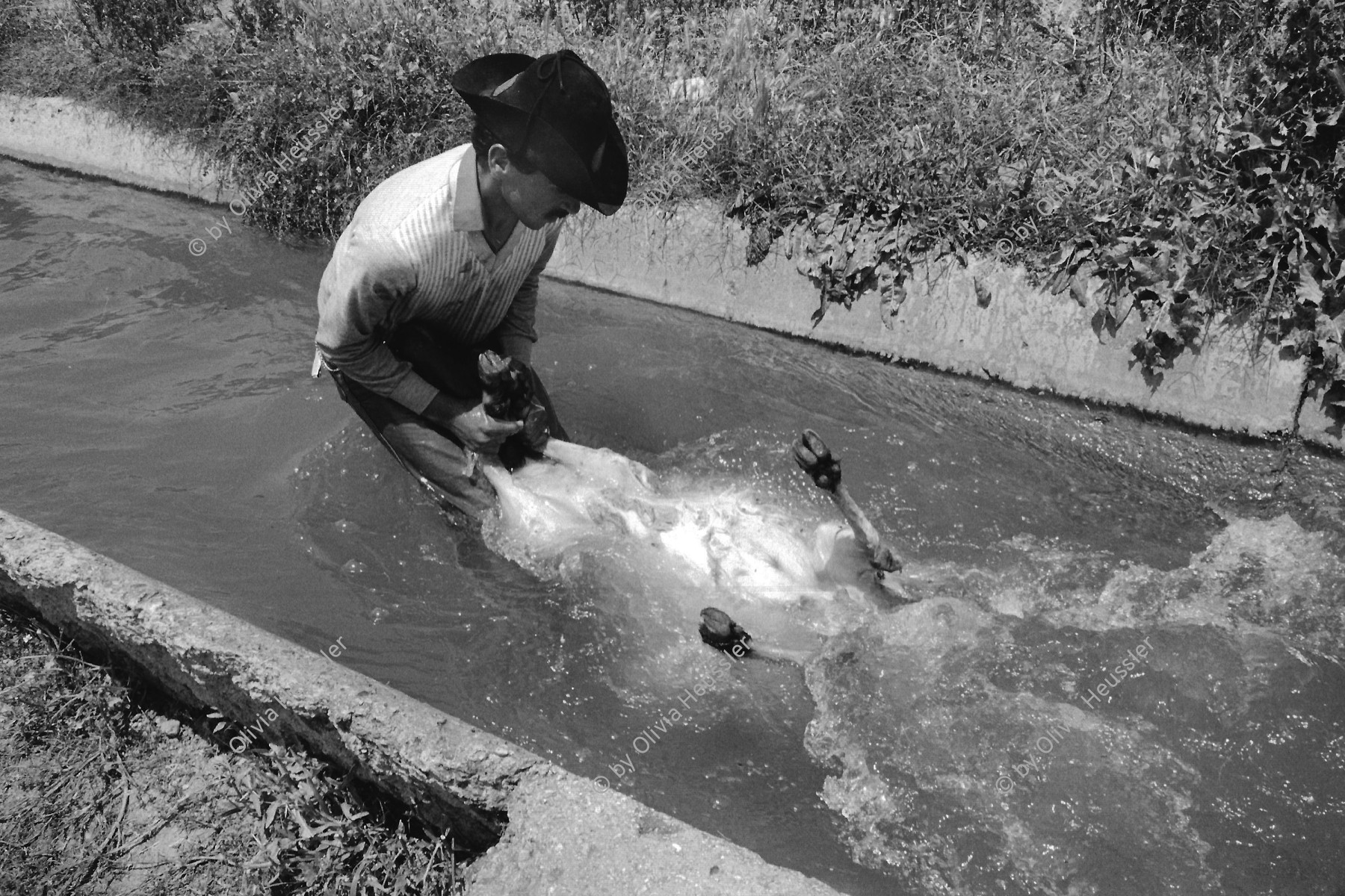 Image of sheet 19920350 photo 31: Ein Schafhirte wäscht seine Schafe im Wasser eines kleinen Kanal. shepard  with hut washes bath sheep water Occupied territory Palestine Palästina 1992 √
© 1992, OLIVIA HEUSSLER / www.clic.li