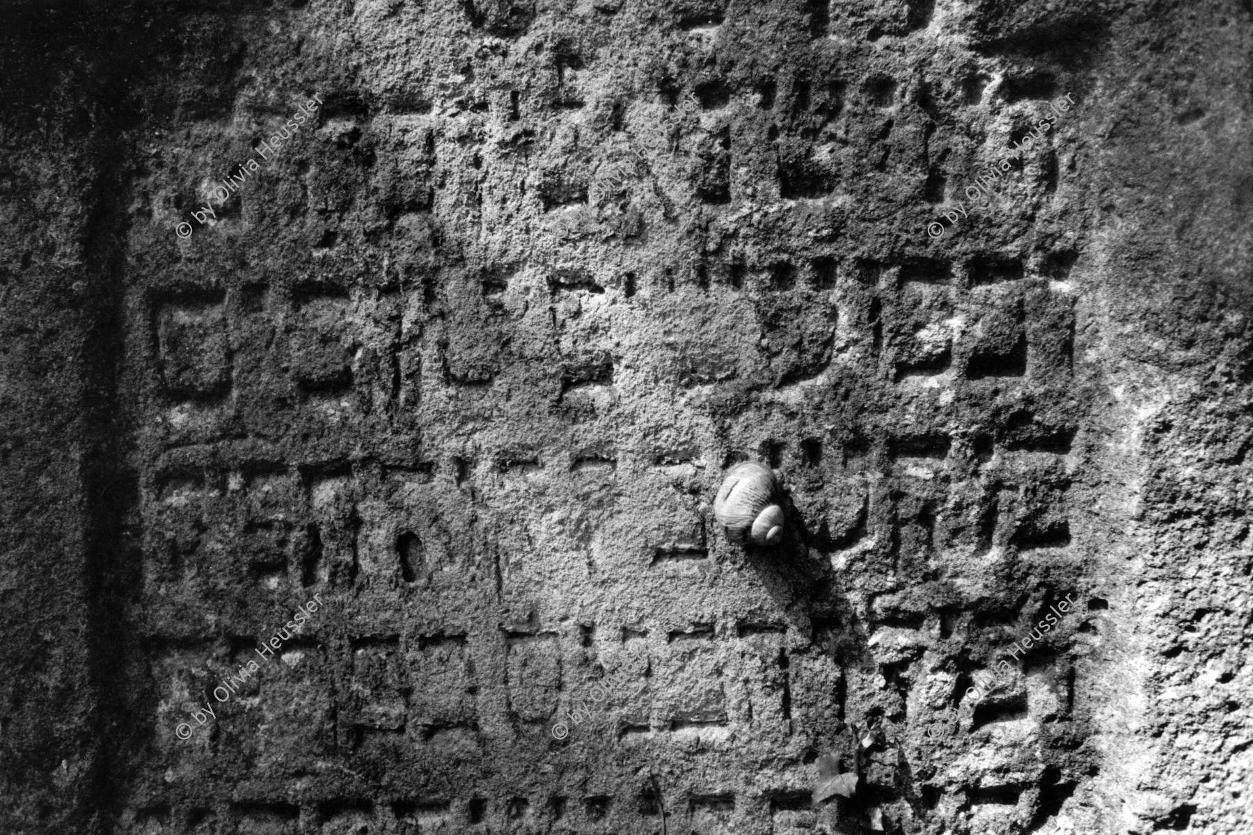 Image of sheet 19920550 photo 31: Im jüdischen Friedhof in Lengnau stehen alte Grabsteine die von alten Bäumen verschlungen werden.  Kanton Aargau cementery jewish hebrew grave grab stone 1992

Lengnau is a municipality in the district of Zurzach in the canton of Aargau in Switzerland.


Weinbergschnecke auf Grabstein im jüdischen Friedhof in Lengnau. Aargau Schweiz Switzerland Europe 03. 1996
Land snail on a Grave stones Jewish cemetery in Lengnau.