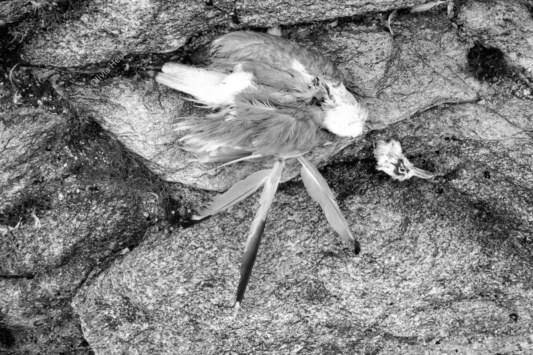 Image of sheet 19920570 photo 17: © 1992, OLIVIA HEUSSLER / www.clic.li
Tote Möve.  dead death sea gull  seemöve  France Frankreich Bretagne Quiberon 1992 animal bird √
ohne Aufkleber