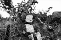 Image of sheet 19920570 photo 35: © 1992, OLIVIA HEUSSLER / www.clic.li
Steine in Holz Baum wurzel, tree wood stone bei Cernac France Frankreich Bretagne Quiberon 1992 √ Natur Pflanzen
ohne Aufkleber