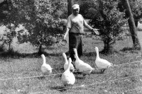 Image of sheet 19920590 photo 5: P