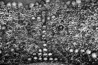 Image of sheet 19920600 photo 4: In den Katakomben von Paris liegen Millionen von Gebeinen aus verschiedenen Pariser Friedhöfen. 09.92 1992 √ cementery France Central Knochen Schädel bones skull catacomb french The bones of people buried in the old cemeterys of Paris are all stocked under the town. 

The Catacombs of Paris or Catacombes de Paris are an underground ossuary in Paris, France. Located south of the former city gate (the "Barrière d'Enfer" at today's Place Denfert-Rochereau), the ossuary holds the remains of about six million people and fills a renovated section of caverns and tunnels that are the remains of Paris's stone mines. Opened in the late 18th century, the underground cemetery became a tourist attraction on a small scale from the early 19th century, and has been open to the public on a regular basis from 1874. Following an incident of vandalism, they were closed to the public in September 2009 and reopened 19 December of the same yea