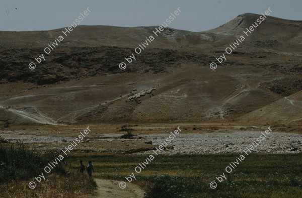 Image of sheet 19923007 photo 3: West Bank, Palestine 1992.