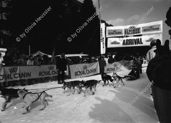 Image of sheet 19930100 photo 15: Schlittenhundrenne  Europameisterschaft. Franzose gewinnt. Huskies. Schlittenhunde.