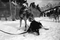 Image of sheet 19930100 photo 20: Bildungs und Ferienzentrum Salecina im Schnee. Grünabfall. Holz tragen für Holzzentralheizung. Peter und Tobias. im Bergell. Soglio alte Frau. Häuser. Park. Schneeschuhlaufen. Schlittenhundrenne  Europameisterschaft. Franzose gewinnt. Huskies. Schlittenhunde. Wanderung Soglio Brüder Rohde, Peter und Tobias Maloja Bergell Bregalia  Kanton Graubünden Schweiz Switzerland 1993