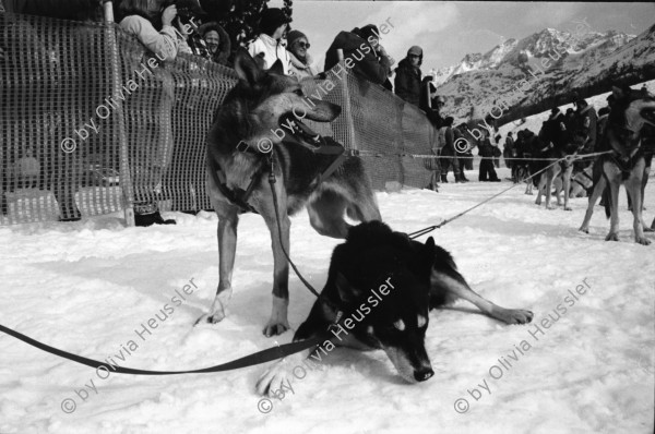 Image of sheet 19930100 photo 20: Bildungs und Ferienzentrum Salecina im Schnee. Grünabfall. Holz tragen für Holzzentralheizung. Peter und Tobias. im Bergell. Soglio alte Frau. Häuser. Park. Schneeschuhlaufen. Schlittenhundrenne  Europameisterschaft. Franzose gewinnt. Huskies. Schlittenhunde. Wanderung Soglio Brüder Rohde, Peter und Tobias Maloja Bergell Bregalia  Kanton Graubünden Schweiz Switzerland 1993