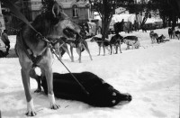 Image of sheet 19930100 photo 26: Kanton Graubünden Schweiz Switzerland 1993