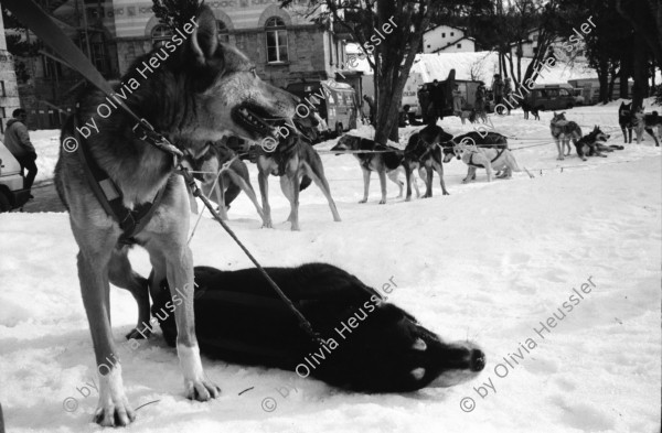 Image of sheet 19930100 photo 26: Kanton Graubünden Schweiz Switzerland 1993