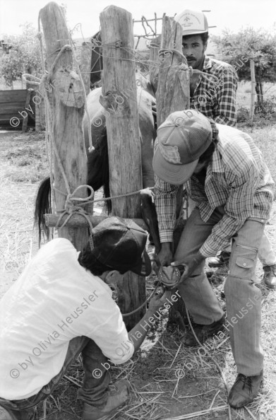 Image of sheet 19930480 photo 10: Ausflug nach Pueblo Nuevo. Pferd kriegt neue Hufeisen. Beschlagung. Verziehrungen. Kühe und Rinder Kinder schleppen Karren. Gruppenbild. Polin Sergio Valdivia Salinas Bouanerge Juanita Tinoco und Riccardo vor Kuh. Rind Pantasma Jinotega Nicaragua 1993