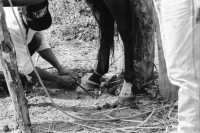 Image of sheet 19930480 photo 17: Ausflug nach Pueblo Nuevo. Pferd kriegt neue Hufeisen. Beschlagung. Verziehrungen. Kühe und Rinder Kinder schleppen Karren. Gruppenbild. Polin Sergio Valdivia Salinas Bouanerge Juanita Tinoco und Riccardo vor Kuh. Rind Pantasma Jinotega Nicaragua 1993