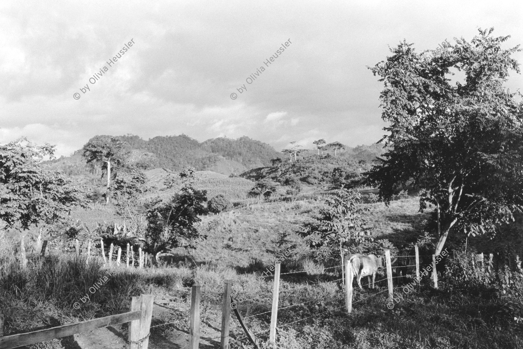 Image of sheet 19930480 photo 20: Landschaft mit Bäumen in den Bergen 
Landscape with trees in the mountains  Pantasma Jinotega Nicaragua 1993 √
© 1993, OLIVIA HEUSSLER / www.clic.li