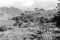 Image of sheet 19930480 photo 23: Landschaft in den Bergen von Pantasma tropischer Wald Nicaragua 1993 √ Jinotega
Landscape in the mountains Central america trees Tropical forest 
© 1993, OLIVIA HEUSSLER / www.clic.li