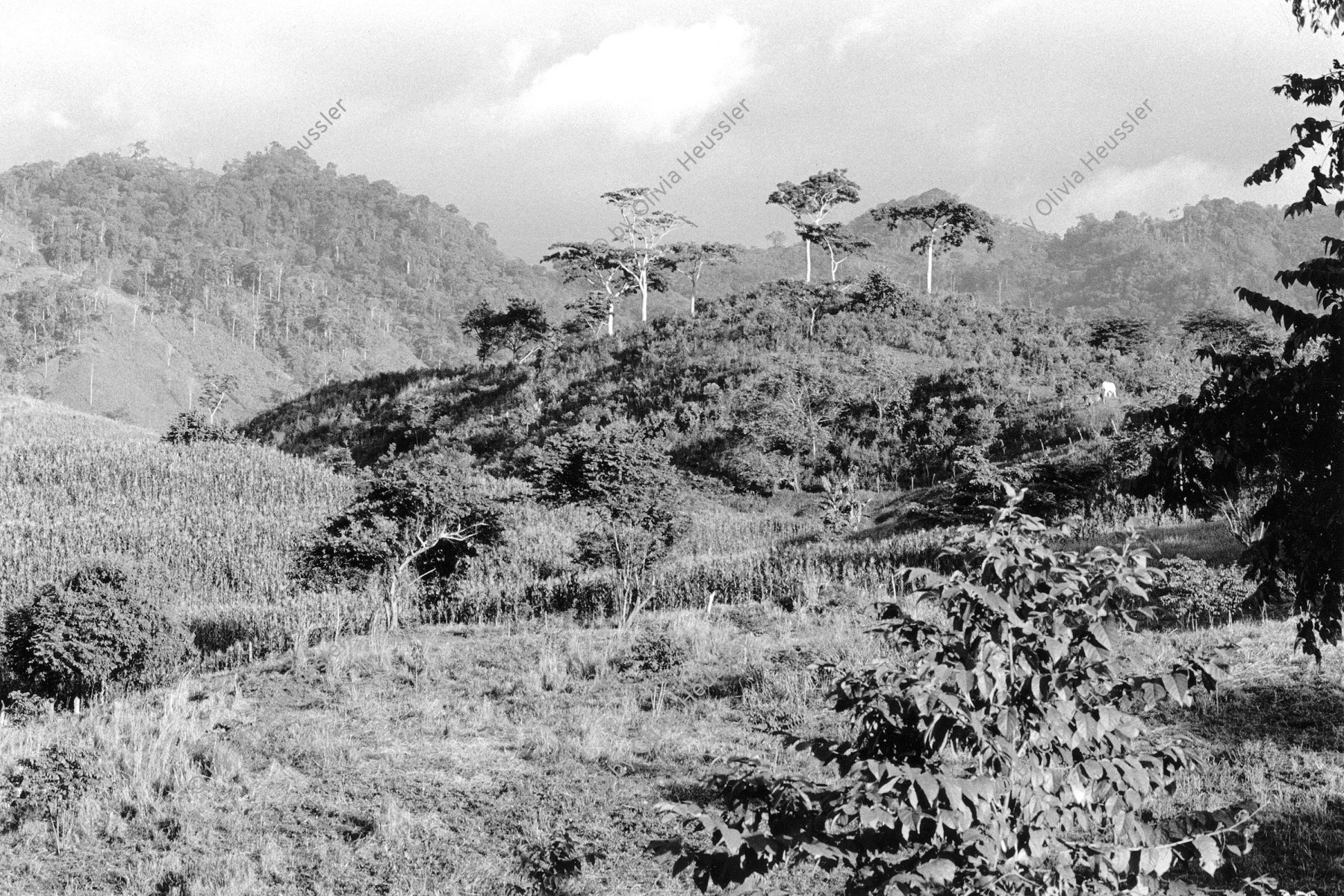 Image of sheet 19930480 photo 23: Landschaft in den Bergen von Pantasma tropischer Wald Nicaragua 1993 √ Jinotega
Landscape in the mountains Central america trees Tropical forest 
© 1993, OLIVIA HEUSSLER / www.clic.li