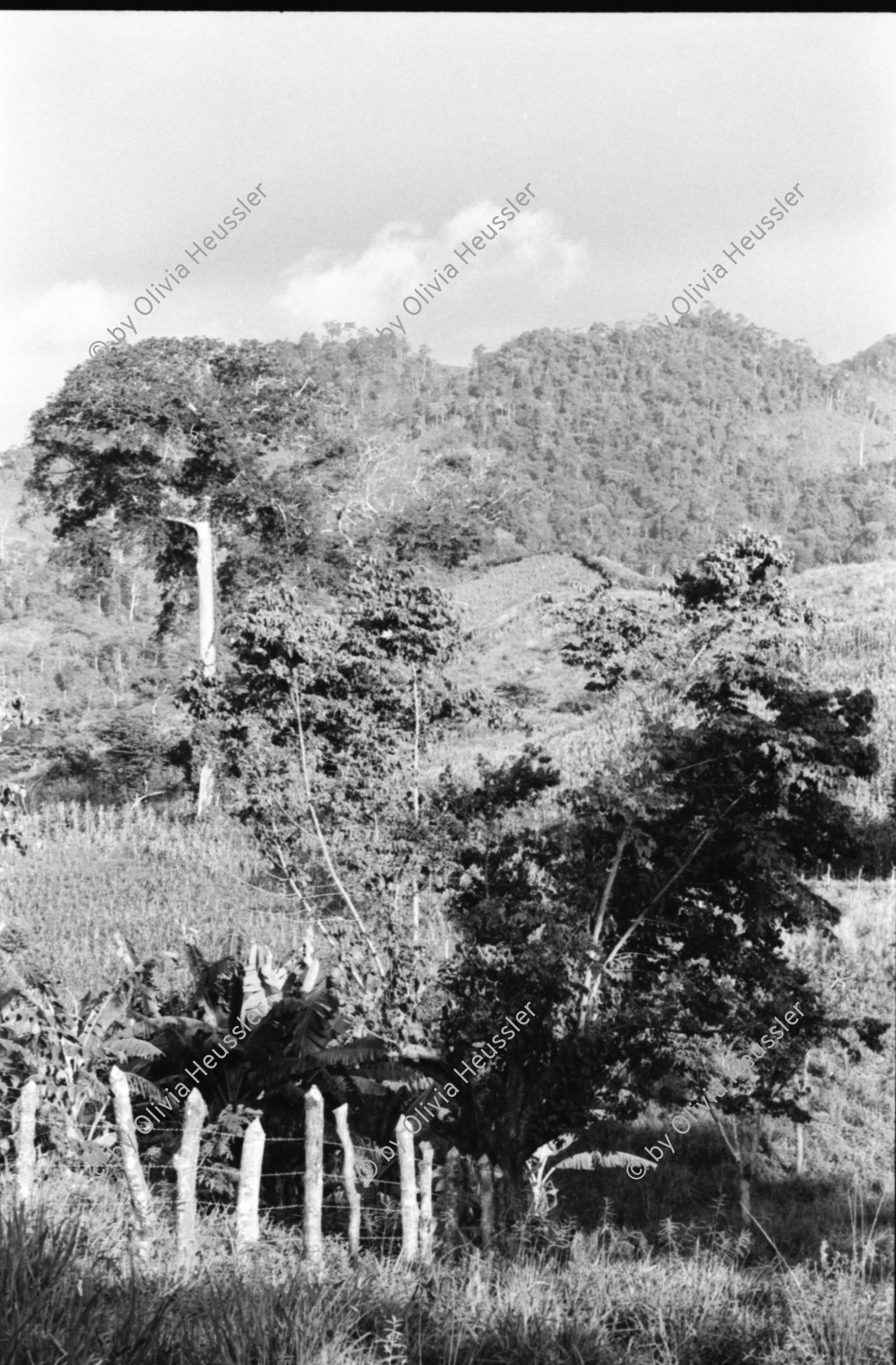 Image of sheet 19930480 photo 24: Ausflug nach Pueblo Nuevo. Pferd kriegt neue Hufeisen. Beschlagung. Verziehrungen. Kühe und Rinder Kinder schleppen Karren. Gruppenbild. Polin Sergio Valdivia Salinas Bouanerge Juanita Tinoco und Riccardo vor Kuh. Rind Pantasma Jinotega Nicaragua 1993