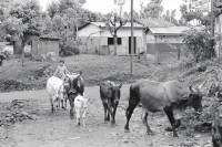Image of sheet 19930480 photo 27: Ein Junge führt Rinder nach Hause. Pantasma Tal Jinotega 1993 √ Nicaragua 7.93
cow  herd cattle
© 1993, OLIVIA HEUSSLER / www.clic.li