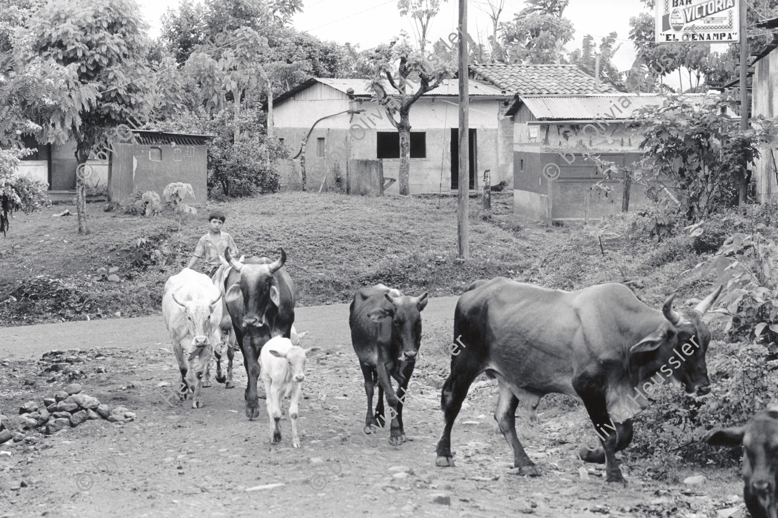 Image of sheet 19930480 photo 27: Ein Junge führt Rinder nach Hause. Pantasma Tal Jinotega 1993 √ Nicaragua 7.93
cow  herd cattle
© 1993, OLIVIA HEUSSLER / www.clic.li