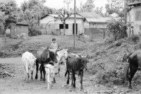 Image of sheet 19930480 photo 28: Ausflug nach Pueblo Nuevo. Pferd kriegt neue Hufeisen. Beschlagung. Verziehrungen. Kühe und Rinder Kinder schleppen Karren. Gruppenbild. Polin Sergio Valdivia Salinas Bouanerge Juanita Tinoco und Riccardo vor Kuh. Rind Pantasma Jinotega Nicaragua 1993
