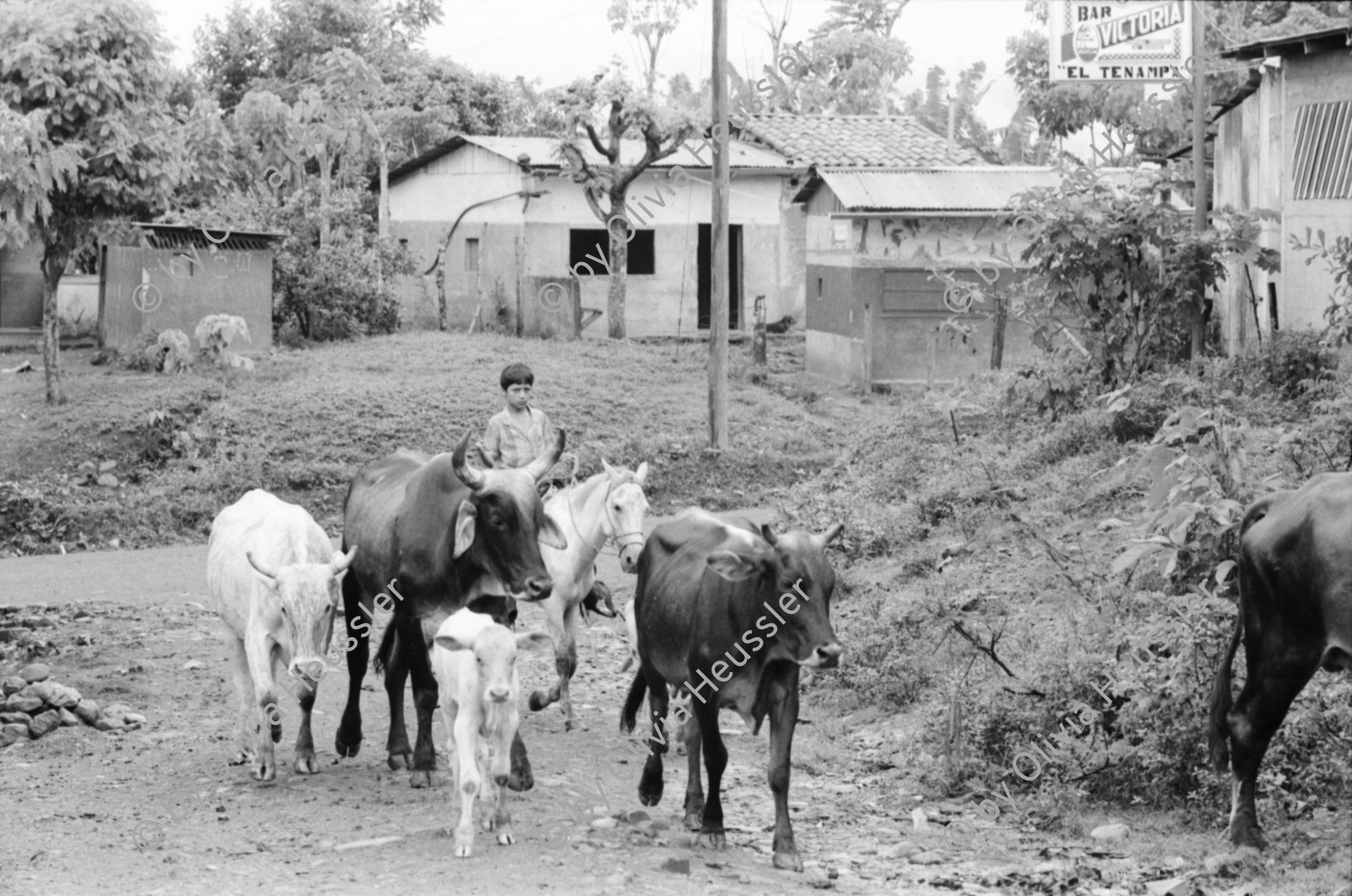 Image of sheet 19930480 photo 28: Ausflug nach Pueblo Nuevo. Pferd kriegt neue Hufeisen. Beschlagung. Verziehrungen. Kühe und Rinder Kinder schleppen Karren. Gruppenbild. Polin Sergio Valdivia Salinas Bouanerge Juanita Tinoco und Riccardo vor Kuh. Rind Pantasma Jinotega Nicaragua 1993