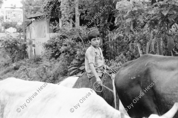 Image of sheet 19930480 photo 29: Ausflug nach Pueblo Nuevo. Pferd kriegt neue Hufeisen. Beschlagung. Verziehrungen. Kühe und Rinder Kinder schleppen Karren. Gruppenbild. Polin Sergio Valdivia Salinas Bouanerge Juanita Tinoco und Riccardo vor Kuh. Rind Pantasma Jinotega Nicaragua 1993