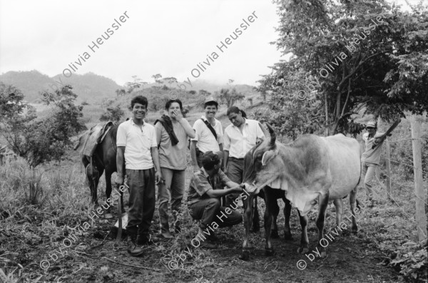 Image of sheet 19930480 photo 36: Ausflug nach Pueblo Nuevo. Pferd kriegt neue Hufeisen. Beschlagung. Verziehrungen. Kühe und Rinder Kinder schleppen Karren. Gruppenbild. Polin Sergio Valdivia Salinas Bouanerge Juanita Tinoco und Riccardo vor Kuh. Rind Pantasma Jinotega Nicaragua 1993