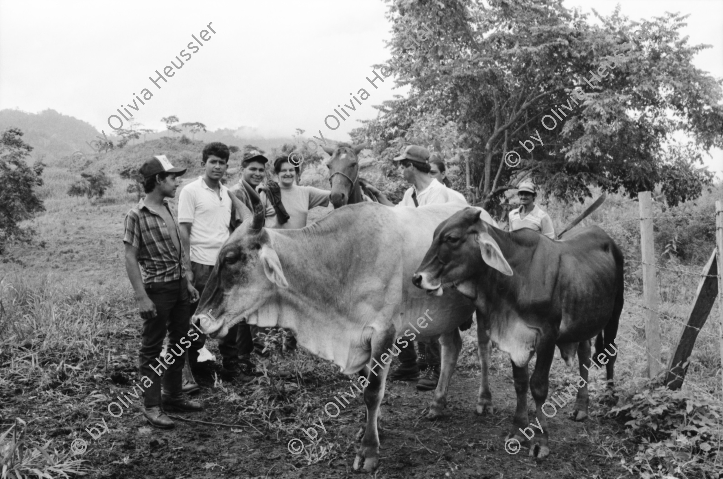 Image of sheet 19930480 photo 37: Ausflug nach Pueblo Nuevo. Pferd kriegt neue Hufeisen. Beschlagung. Verziehrungen. Kühe und Rinder Kinder schleppen Karren. Gruppenbild. Polin Sergio Valdivia Salinas Bouanerge Juanita Tinoco und Riccardo vor Kuh. Rind Pantasma Jinotega Nicaragua 1993