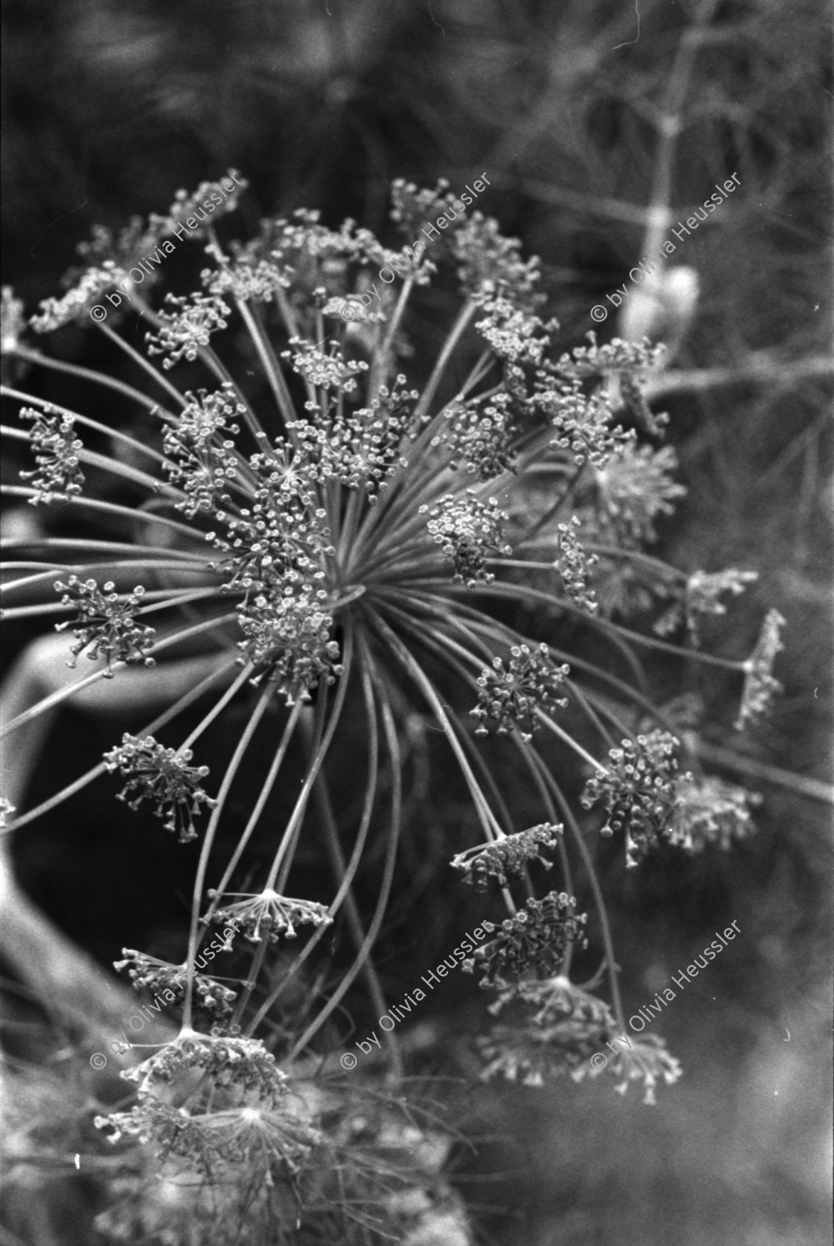 Image of sheet 19930490 photo 17: Dill wird in Nicaragua in der traditionellen Heilmedizin eingesetzt. 08.93 health medicine plant pflanze 

Zurück von Brot für die Welt
Shadows and other Natures