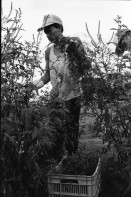 Image of sheet 19930490 photo 6: Altamiz Ernte vom Centro in Sebaco. mit Ing. Ramon. Eneldo Anis. BED Militär Einheiten des Entwaffnungsbataillons. Leute belagern die Petroglyphen. Piedras Pintadas Präsidentin Staatspräsidentin Presidente Violetta Chamorro in Esteli. Nicaragua 1993 Heilmedizin traditionelle Health medicine
