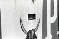 Image of sheet 19930510 photo 32: Die bemalten Finger Nägel Fingernägel der Dame in der Eintritts kasse wartet auf Besucher für den Stierkampf. Graffiti Stier Hörner Managua Nicaragua 7.93 1993 √