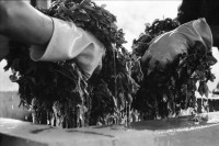 Image of sheet 19930540 photo 0: Der frisch geerntete Altamiz wird in der Finca El Cortijo nach dem wägen gewaschen. Heilkräuter werden abgepackt. Im 'Vivero' werden Pflanzenanbauten getestet. Ziegelsteine werden auf altbewährte Art produziert und gebrannt. Der Mann muss stundenlang mit seinen blossen Füssen die Masse zerstampfen. Ein 'alter' Sandino. Vollmond am Meer. Kinder an den heissen Sulfatquellen bei San Jacinto. 1993 Esteli Nicaragua
