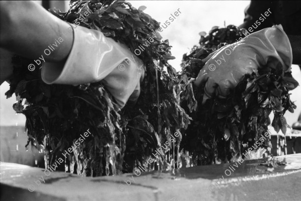 Image of sheet 19930540 photo 0: Der frisch geerntete Altamiz wird in der Finca El Cortijo nach dem wägen gewaschen. Heilkräuter werden abgepackt. Im 'Vivero' werden Pflanzenanbauten getestet. Ziegelsteine werden auf altbewährte Art produziert und gebrannt. Der Mann muss stundenlang mit seinen blossen Füssen die Masse zerstampfen. Ein 'alter' Sandino. Vollmond am Meer. Kinder an den heissen Sulfatquellen bei San Jacinto. 1993 Esteli Nicaragua