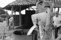 Image of sheet 19930540 photo 26: Der frisch geerntete Altamiz wird in der Finca El Cortijo nach dem wägen gewaschen. Heilkräuter werden abgepackt. Im 'Vivero' werden Pflanzenanbauten getestet. Ziegelsteine werden auf altbewährte Art produziert und gebrannt. Der Mann muss stundenlang mit seinen blossen Füssen die Masse zerstampfen. Ein 'alter' Sandino. Vollmond am Meer. Kinder an den heissen Sulfatquellen bei San Jacinto. 1993 Esteli Nicaragua