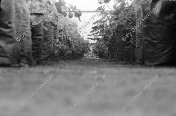 Image of sheet 19930540 photo 8: Der frisch geerntete Altamiz wird in der Finca El Cortijo nach dem wägen gewaschen. Heilkräuter werden abgepackt. Im 'Vivero' werden Pflanzenanbauten getestet. Ziegelsteine werden auf altbewährte Art produziert und gebrannt. Der Mann muss stundenlang mit seinen blossen Füssen die Masse zerstampfen. Ein 'alter' Sandino. Vollmond am Meer. Kinder an den heissen Sulfatquellen bei San Jacinto. 1993 Esteli Nicaragua